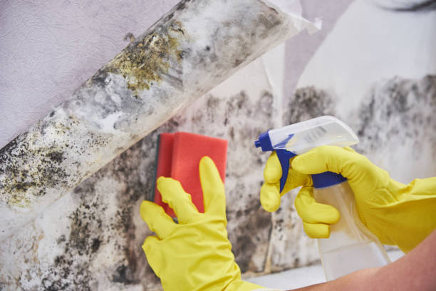 Trusted Hickory Hills, IL Mold Removal Experts